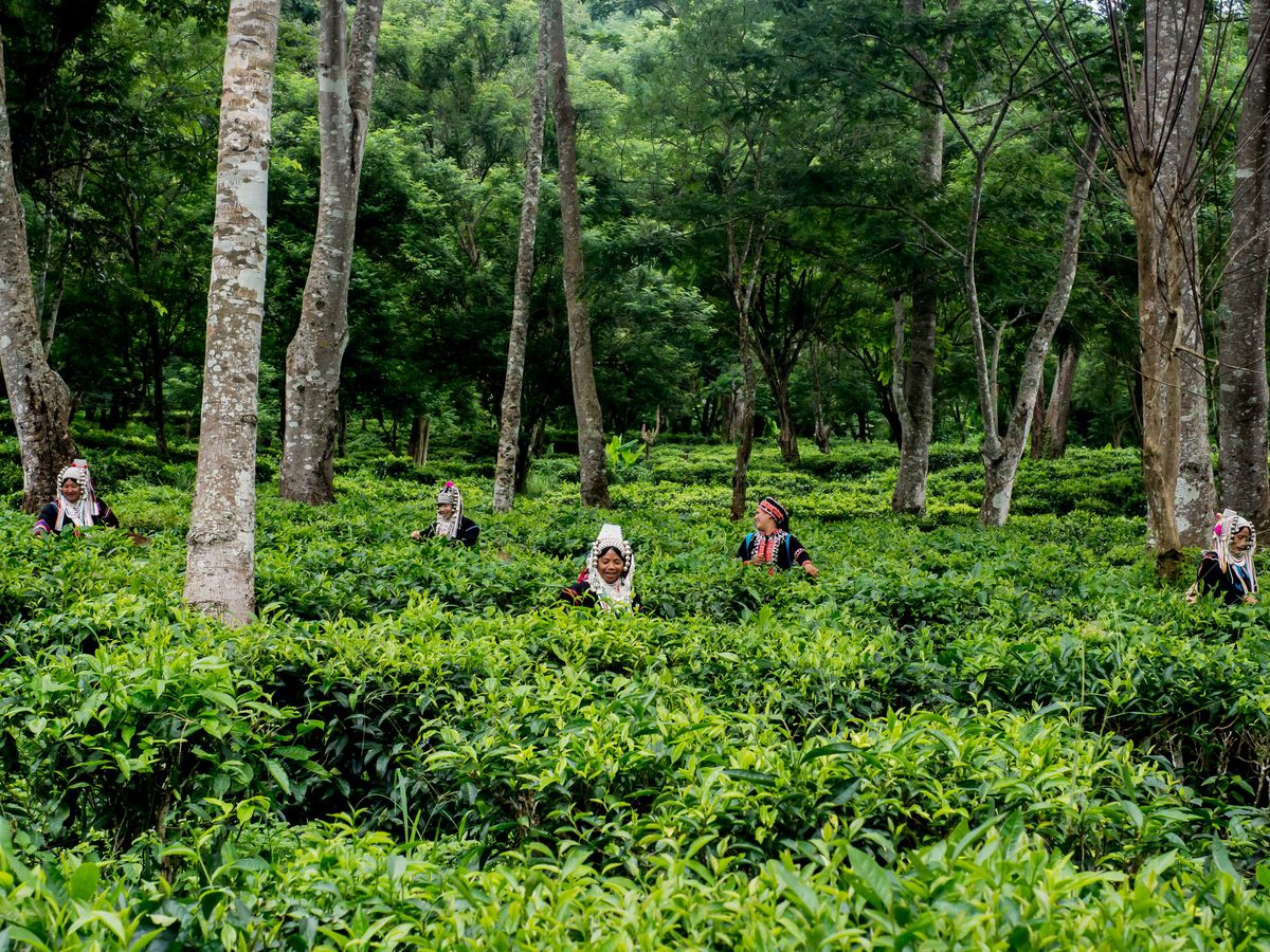 Chiang Mai Nature Trek and Araksa Tea Garden Tour tours, activities