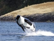 USA_Vancouver_Killer-Whale_123RF_37427491_ML