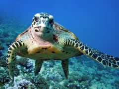 USA_Hawaii_Waikiki_Turtle-Snorkel_shutterstock