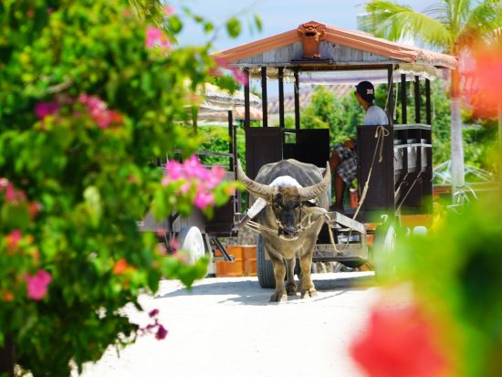 【ベストプライス】竹富島日帰り観光ツアー　水牛車で楽しむ竹富島での過ごし方＜半日／指定ホテルお送り＞