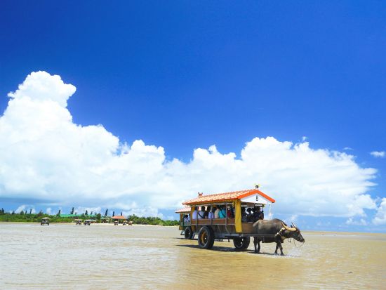 【ベストプライス】3島めぐり 西表・由布・竹富島 日帰りツアー  西表島カヌー体験＋水牛車＋選べる竹富島での過ごし方（レンタサイクル他）＜1日／昼食付＞