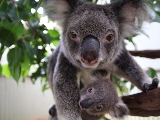 rainforestation nature park adorable koalas