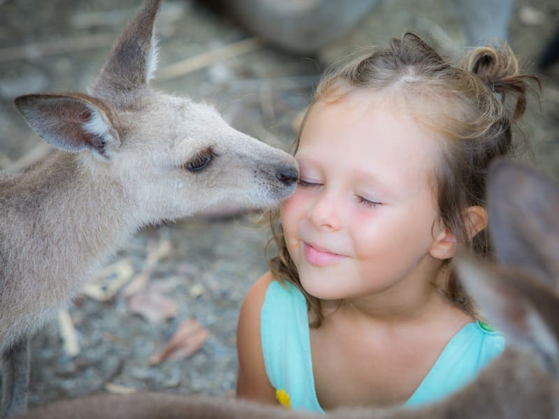 wildlife habitat child interacting with kangaroos