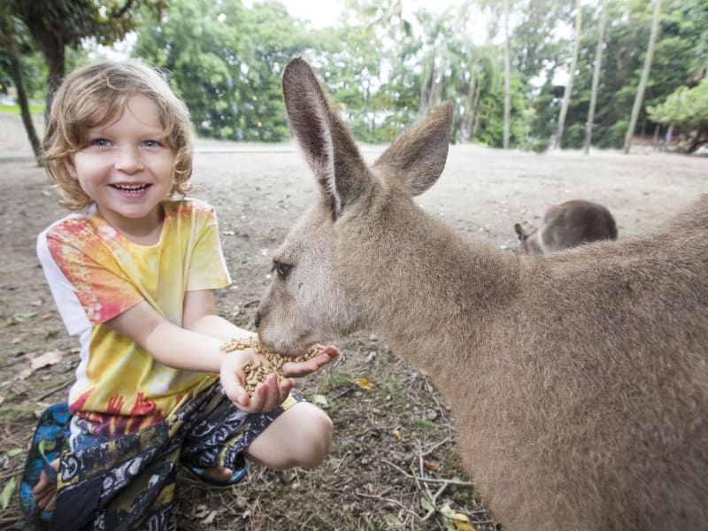 wildlife habitat child hand-feeding a kangaroo