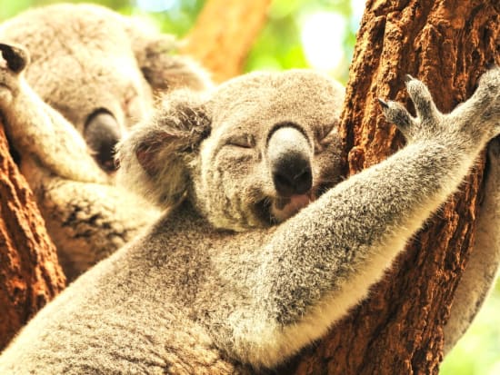 Koalas_sleeping_0525