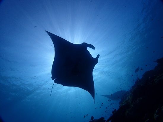 マンタとウミガメシュノーケリングツアー　半日で幻の島上陸も満喫できる！＜半日／市街地送迎／石垣島発＞