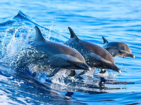 Dolphin Swim And Encounters Cruises Sailing Boat Tours Oahu Natural Habitats Or Swim With Pods Of Hawaiian Spinner Dolphins On Oahu S West Coast And Learn All About Dolphin Conservation From Your Expert Guide
