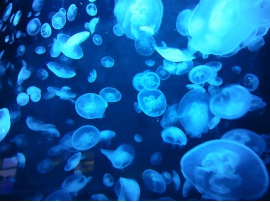 伊豆・三津シーパラダイス　入場チケット＜沼津市＞