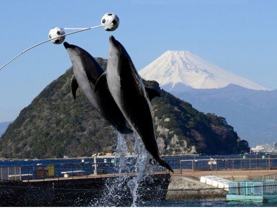 伊豆・三津シーパラダイス　入場チケット＜沼津市＞