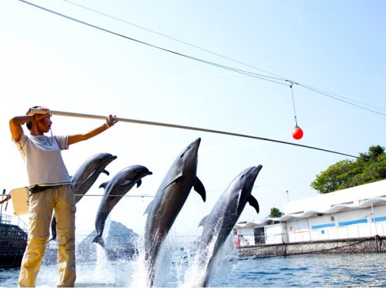 伊豆・三津シーパラダイス　入場チケット＜沼津市＞