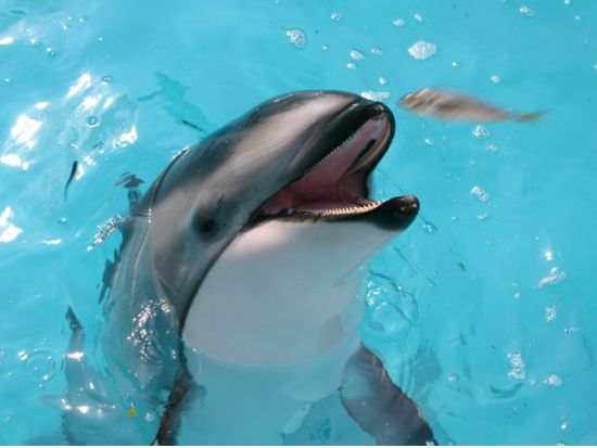 伊豆・三津シーパラダイス　入場チケット＜沼津市＞