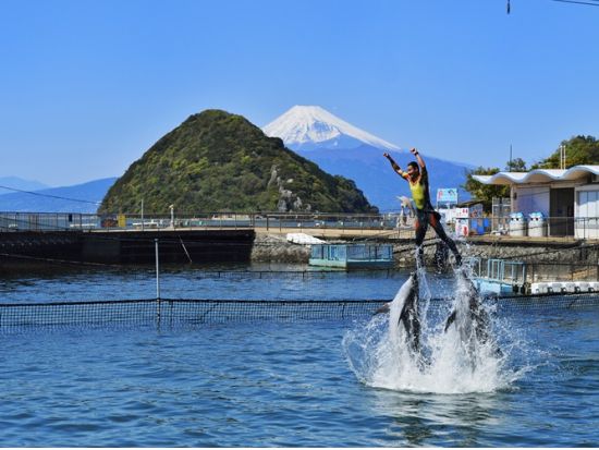 伊豆・三津シーパラダイス　入場チケット＜沼津市＞
