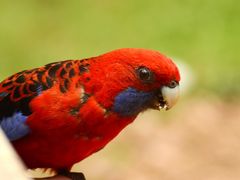 Australia_Victoria_Parrot_Rosella_shutterstock_358826378resized