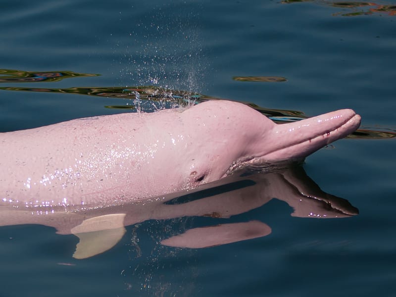 hong kong pink dolphins watching cruise