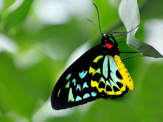 shutterstock_422159437