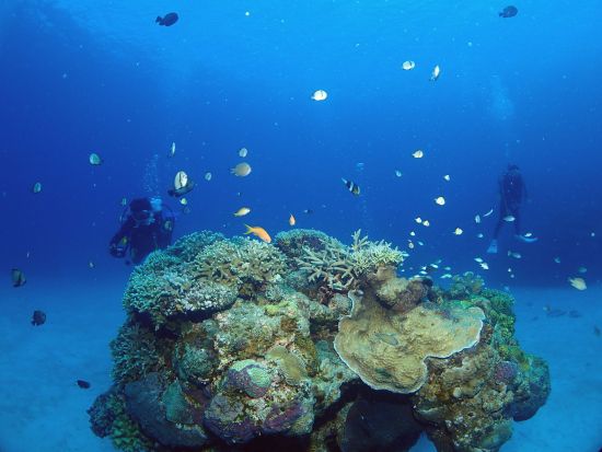 慶良間体験ダイビング　ウミガメ等が生息する3か所を巡るダイビング＆シュノーケリング1日コース＜1日／2ダイブ／那覇市内送迎無料＞