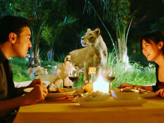 dinner with lions