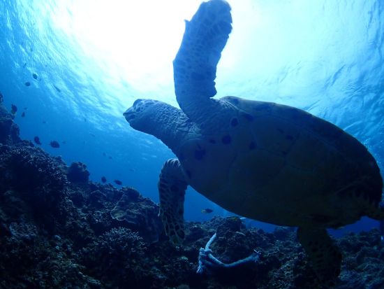 慶良間ファンダイビング　器材・ウェア一式レンタル込みだから気軽に参加　自社ボートは更衣室、トイレ、シャワー完備＜2～3ダイブ／那覇市内送迎無料＞