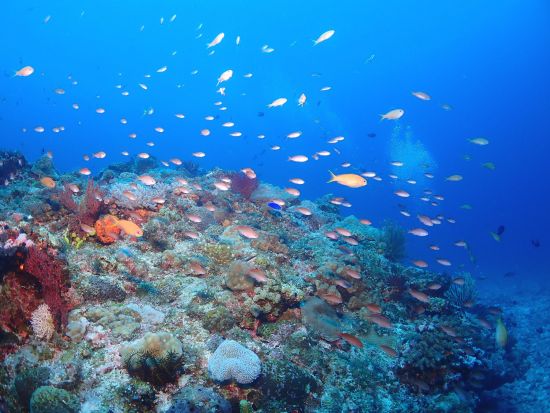 慶良間ファンダイビング　器材・ウェア一式レンタル込みだから気軽に参加　自社ボートは更衣室、トイレ、シャワー完備＜2～3ダイブ／那覇市内送迎無料＞