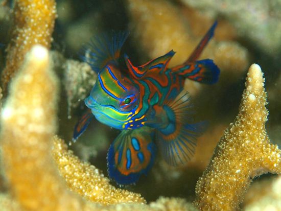 夕方からのファンダイビング 自由自在に潜れるバディ潜水もOK！＜ビーチ／1ダイブ＞by パラオ・パシフイックダイバーズ