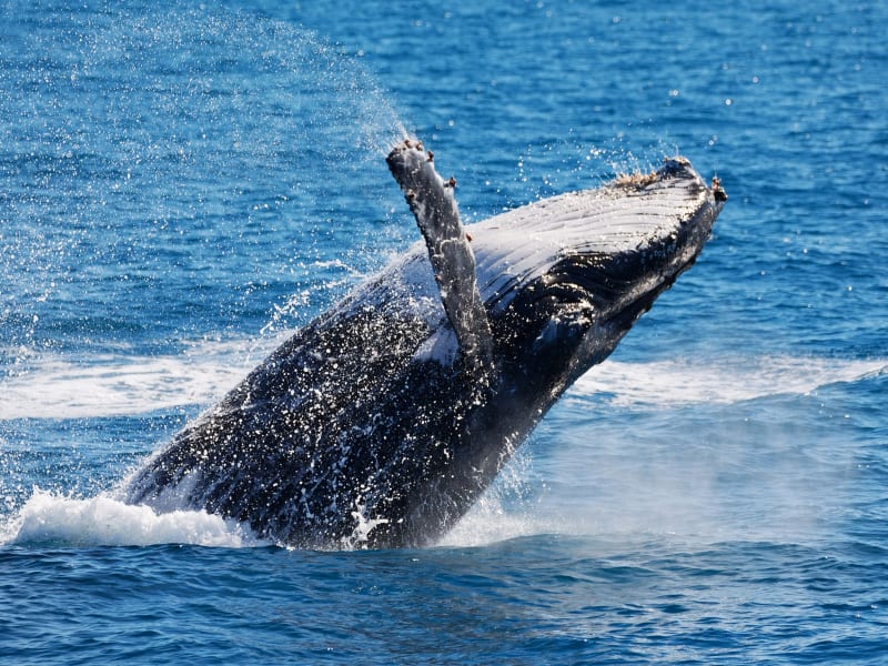 rottnest island whale watching cruise from perth