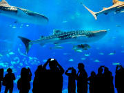 Japan_Okinawa_Churaumi_Aquarium_Silhouettes_shutterstock_365613935