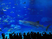 Japan_Okinawa_Churaumi_Aquarium_Silhouettes_shutterstock_386018038