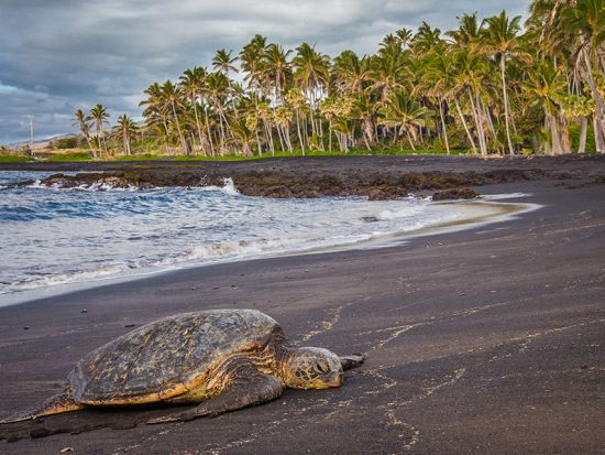 ハワイ島　昼と夜の世界遺産キラウエア火山国立公園の見学とコーヒー農園でのテイスティングもあり＜昼・夕食付／英語ガイド／コナまたはワイコロア地区発＞