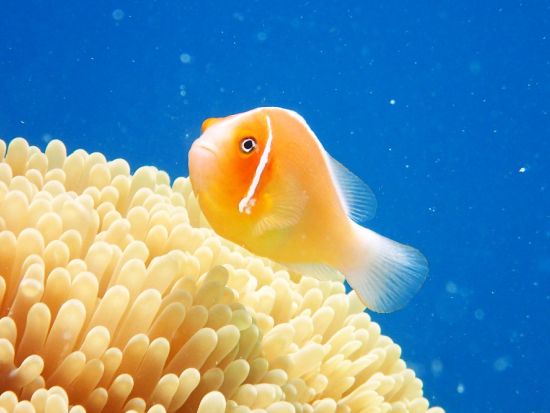 クマノミシュノーケル半日ツアー 充実のショップ設備＆近場ポイントへご案内＜午前または午後／送迎付き＞by パラオ・パシフイックダイバーズ