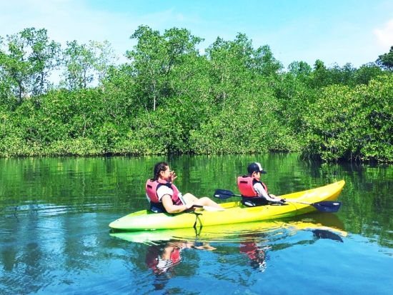 マングローブカヤックツアー　豊かな森とロックアイランドを半日でめぐる　選べる2つの時間帯＜送迎付き＞by パラオ・パシフイックダイバーズ
