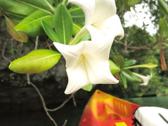 サンセットカヤックツアー　マングローブの豊かな森とロックアイランドを半日でめぐる＜送迎付き＞by パラオ・パシフイックダイバーズ