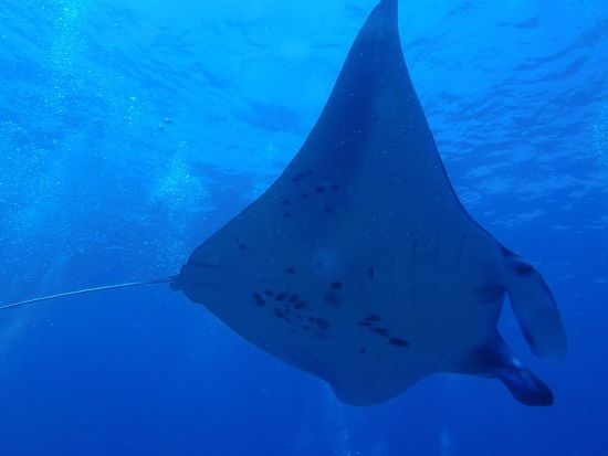 ペニダ島 シュノーケリングツアー　高確率でマンタに会える ＜日本語可ガイド／昼食付き＞ by ポニ・ダイバーズ・バリ