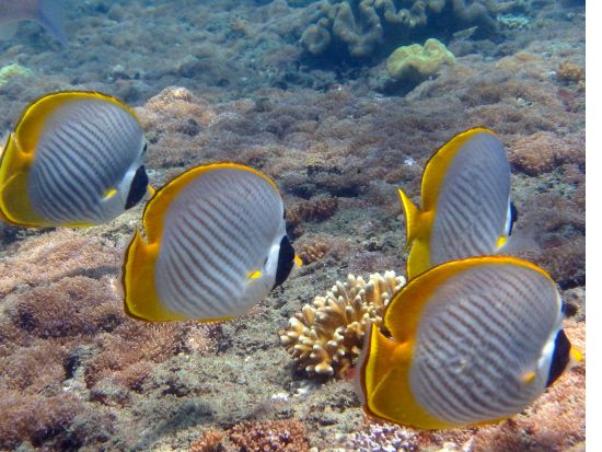 SUBWING＋体験ダイビング or シュノーケリング イルカ気分が味わえる新感覚マリンスポーツ！by ポニ・ダイバーズ・バリ