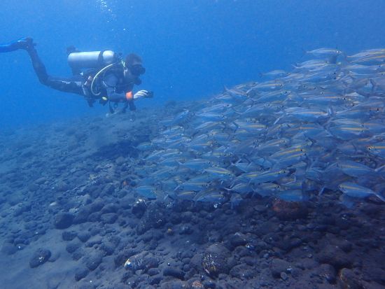 ファンダイビング お姫様・殿様ダイブ！年中マンタに会えるヌサ・ぺニダ、沈船など＜ビーチ or ボート／2ダイブ＞by ポニ・ダイバーズ・バリ
