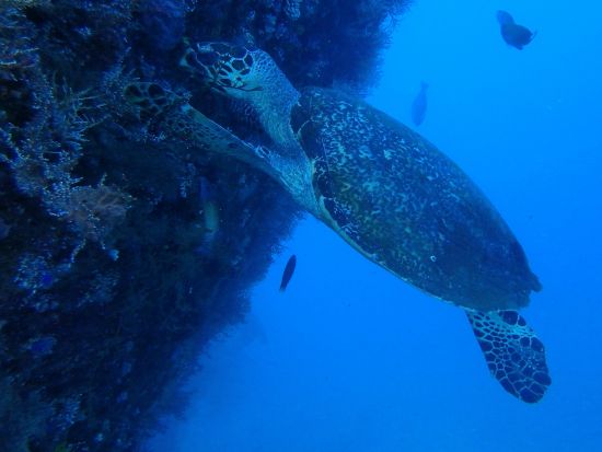 体験ダイビング＋シュノーケリング 年中マンタに会えるヌサ・ペニダ、沈船のトランベンなど＜ビーチ or ボート／1ダイブ＞by ポニ・ダイバーズ・バリ