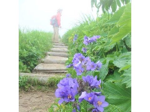 利尻島発トレッキングツアー　礼文島花＆景色を満喫できる桃岩･知床コースを楽しむ＜6～8月／利尻島発＞by利尻島・ガイドツアー