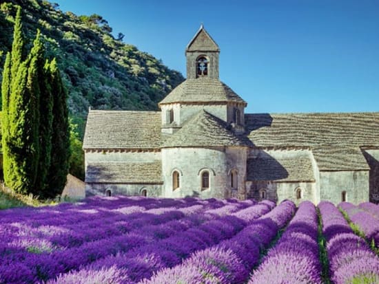 france, provence, lavender