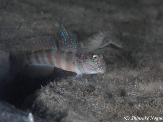 夕方からのファンダイビング 自由自在に潜れるバディ潜水もOK！＜ビーチ／1ダイブ＞by パラオ・パシフイックダイバーズ