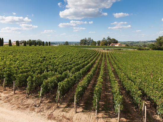 France_Bordeaux_Saint_Emilion_Vineyards_shutterstock_245703841