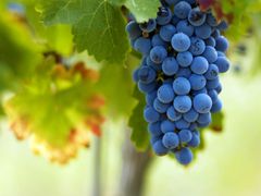 France Saint Emilion Tour