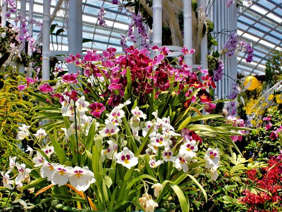 Gardens by the Bay Orchid Extravaganza