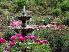 USA_Portland_International Rose Test Garden