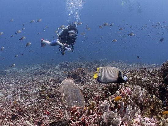 PADI オープンウォーター／アドバンス ライセンス取得コース 1名からプライベート催行！＜2～3日間＞by ワンステッププーケット