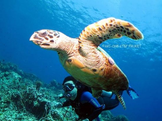 PADI オープンウォーター／アドバンス ライセンス取得コース 1名からプライベート催行！＜2～3日間＞by ワンステッププーケット