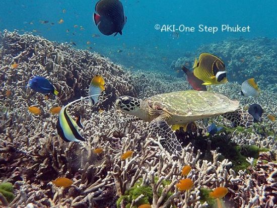 PADI オープンウォーター／アドバンス ライセンス取得コース 1名からプライベート催行！＜2～3日間＞by ワンステッププーケット