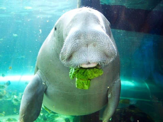 Wuru Eating Cos Lettuce at Dugong Island SEA LIFE Sydney Aquarium_resized