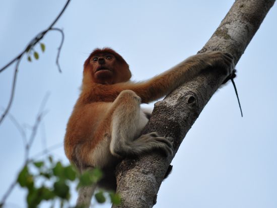 ボルネオ島リバークルーズ　テングザル・ホタル観賞 ＜マレー料理ディナー付き／日本語ガイド／コタキナバル発＞