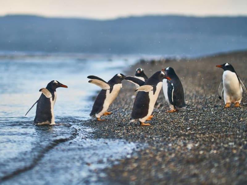 USA_Argentina_Penguin's Island