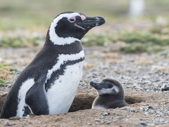 USA_Argentina_Penguin's Island