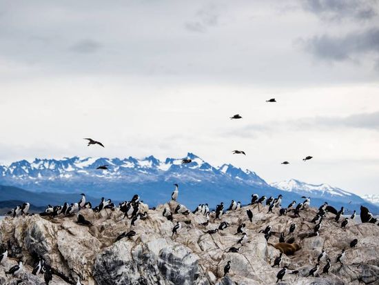 USA_Argentina_Bird's Island